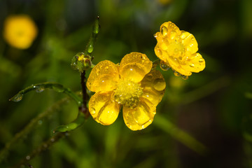 Closeup of yellow wildflower buttercup marsh marigold with raindrops at green background