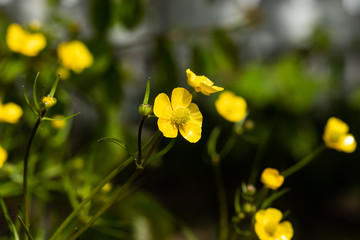 Closeup of yellow wildflower buttercup marsh marigold with green stem and green background