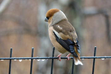 A portrait of a male hawfinch sitting on a wire panel fence, rainy weather