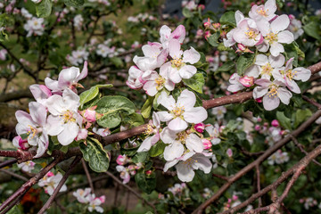 Apple Tree (Malus domestica) in orchard