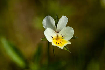 Beautiful white-yellow pansies flower in spring garden