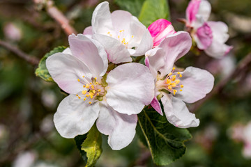 Fototapeta na wymiar Apple Tree (Malus domestica) in orchard