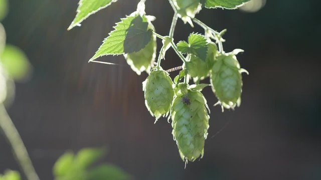 green hop umbels are hanging from a hop plant and glow in the bright sun of the summer day backlit