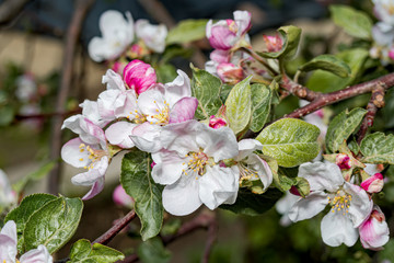 Apple Tree (Malus domestica) in orchard