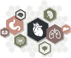 Internal organs vector illustration. Concept with connected icons related to anatomy, human body, medicine, organ biology, health care.