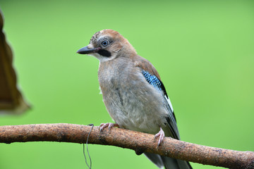 
The Eurasian jay watching on the branch with the fodder rack
