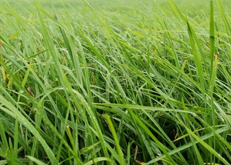 green grass background