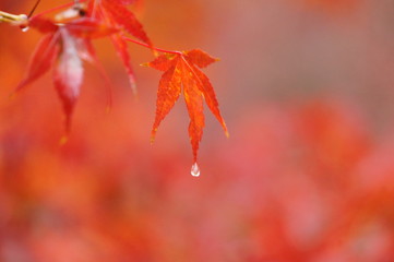 もみじ　椛　モミジ　紅葉　しずく