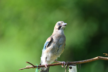 
The Eurasian jay watching on the branch with the fodder rack
