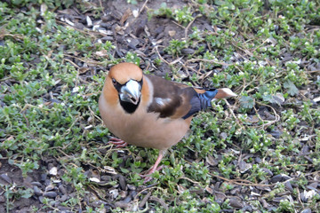 A portrait of a male hawfinch eating sunflower seeds on the ground