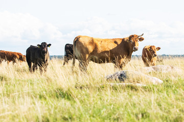 Curious beef cattle on a summery coastal meadow of Western Estonia, Northern Europe. 