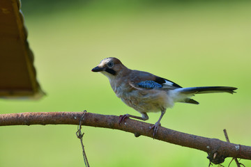 
The Eurasian jay watching on the branch with the fodder rack
