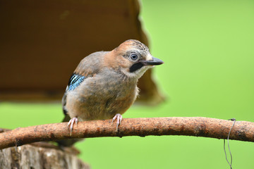 
The Eurasian jay watching on the branch with the fodder rack
