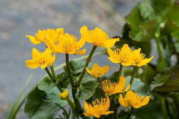 Blossoming marsh marigold at water in the spring