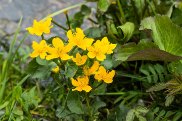 Blossoming marsh marigold at water in the spring