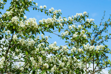 A blooming shadberry white flowers at sky background