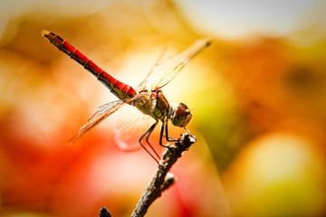 red dragonfly on a branch © SCHAWANN MICHAËL