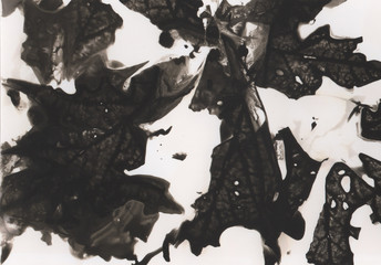 Photogram, an experimental piece of art where an image is made by painting with chemicals on light-sensitive paper. Floral motif. Contains grain and dust.