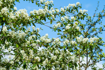 A blooming shadberry white flowers at sky background