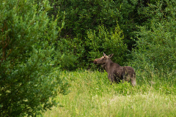 A large European mammal Elk, Alces alces in the middle of lush flooded meadow bushes during summertime in Estonia. 