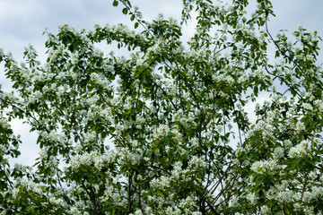 A blooming shadberry white flowers at sky background
