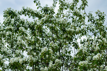 A blooming shadberry white flowers at sky background