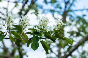 A blooming shadberry white flowers at sky background