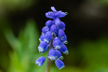 Beautiful blue muscari with raindrops in the spirng garden.