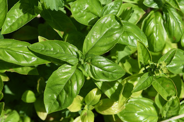 Basilikum, Ocimum, basilicum, Heilpflanze, Kraeuter
