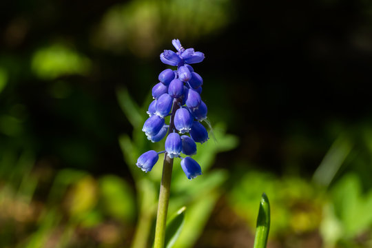 Muscari Bilder Durchsuchen 37,243 Archivfotos, und