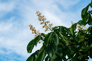 Beautiful blossoming chestnut tree at sunny summer