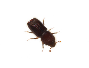 Borkenkaefer, Cryphalus abietis