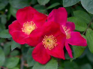 Essig-Rose, Rosa gallica