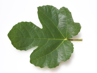 Feigenblatt, Ficus carica