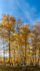 Golden fall. Silver Birch (Betula pendula) in deciduous forest in Central Russia