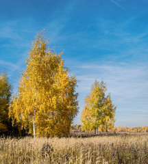 Fototapeta premium Golden fall. Silver Birch (Betula pendula) in deciduous forest in Central Russia