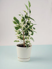 Benjamin's ficus in a white pot on a white wall and blue background, lifestyle, design for a postcard, space for text, minimalism