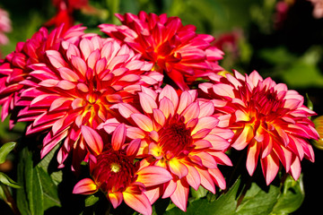 Fototapeta premium Pink bicolor dahlia flowers growing in the garden
