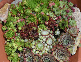 Hauswurz, Dachwurz, Sempervivum, tectorum