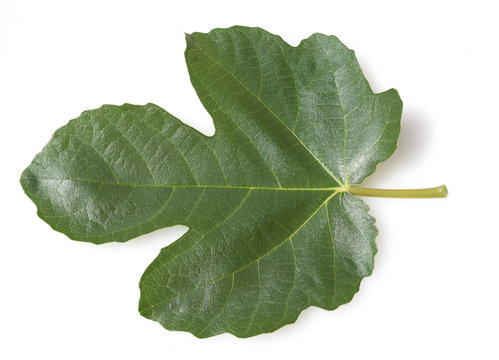 Feigenblatt, Ficus carica
