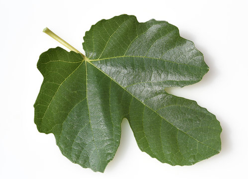 Feigenblatt, Ficus carica