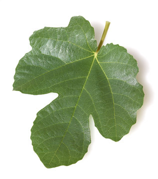 Feigenblatt, Ficus carica