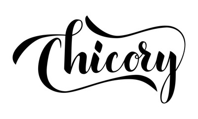 Vector hand written chicory text isolated on white background. Kitchen healthy herbs and spices for cooking. Script brushpen lettering with flourishes. Handwriting for banner, poster, product label