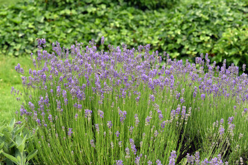 Fototapeta premium Lavendel, Lavendula, angustifolia, officinalis
