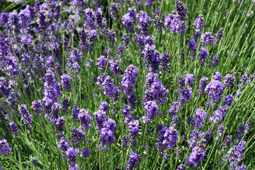 Naklejka premium Lavendel, Lavendula, angustifolia, officinalis