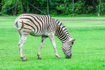 Fototapeta na wymiar The zebra in the meadow./ Zebra in the zoo.