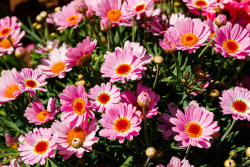 Fototapeta na wymiar Blooming Pink Marguerite daisy or Paris daisy or Argyranthemum frutescens in the garden
