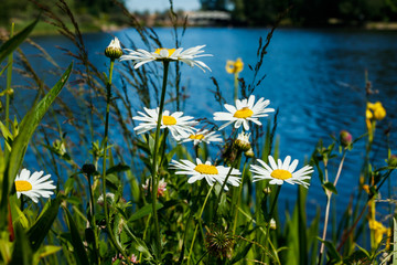 Beautiful white chamomile in grass near the lake in summer