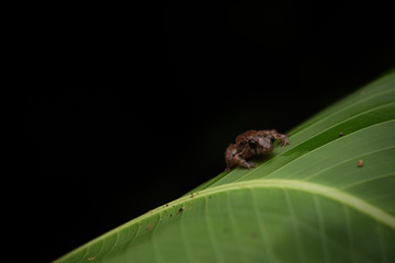 Bransford's Litter Frog on leaf black background