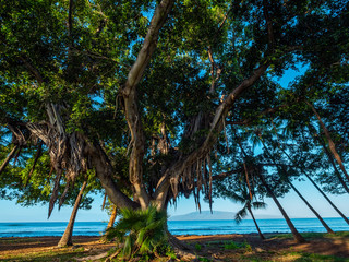 Big green tree among palms. Beautiful tropical park. Hawaii island 
